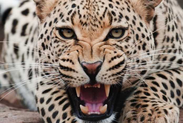 Leopard attack on 55 years old women in aagar gaanv