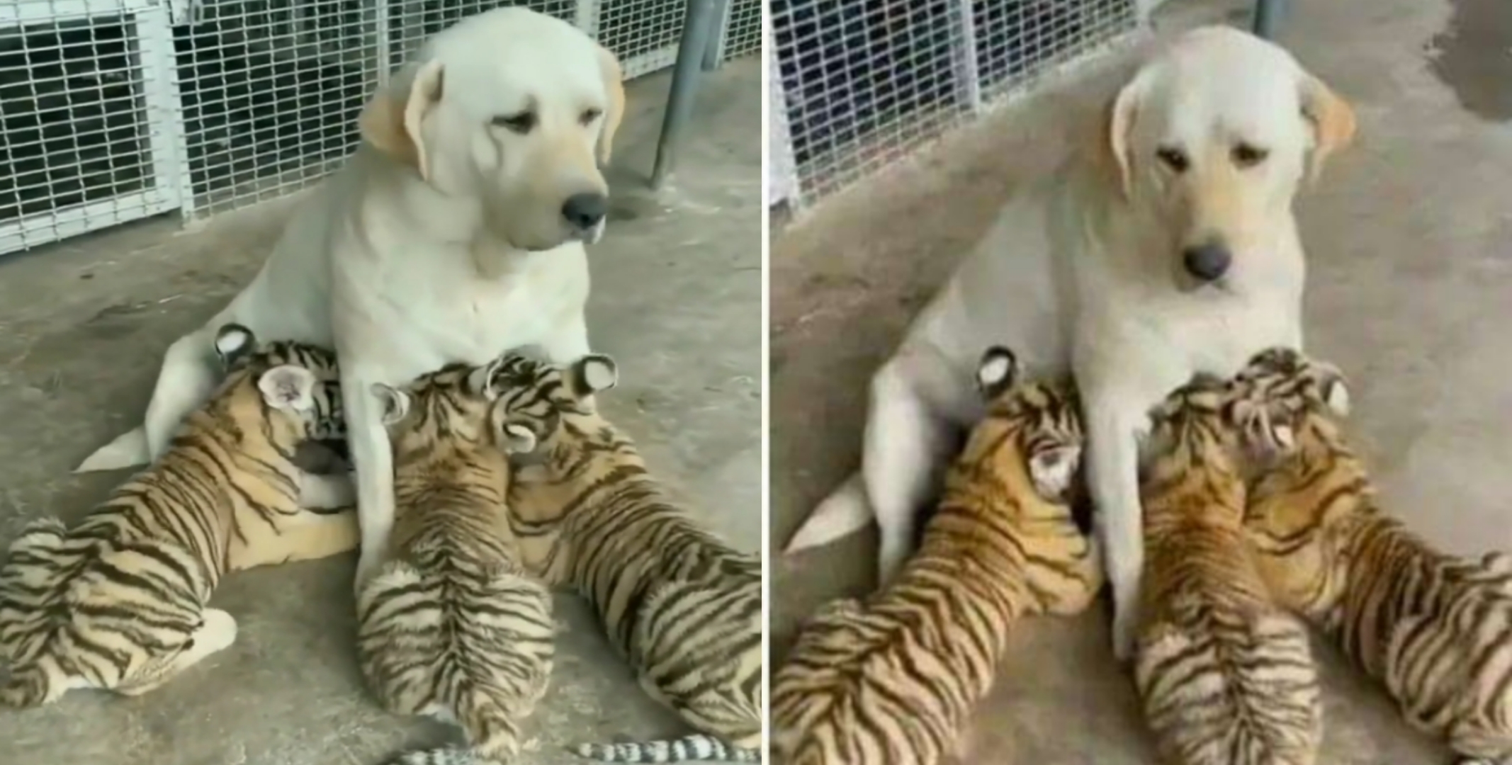 Doggi feeding tigers cubs video viral on social media