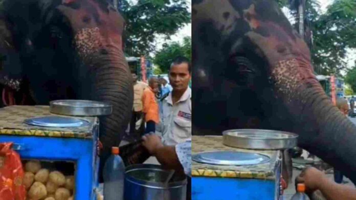 Video of elephant enjoying roadside Panipuri went viral on social media