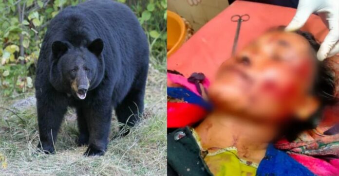 Bear attacked 37 year old Khashti Devi who had gone to cut grass in the forest in Nainital.