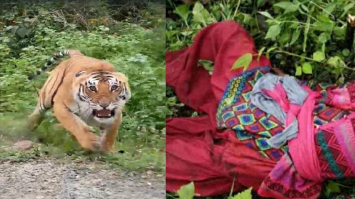 Tiger attacked a girl who had gone to the forest to collect fodder in Azamgarh.