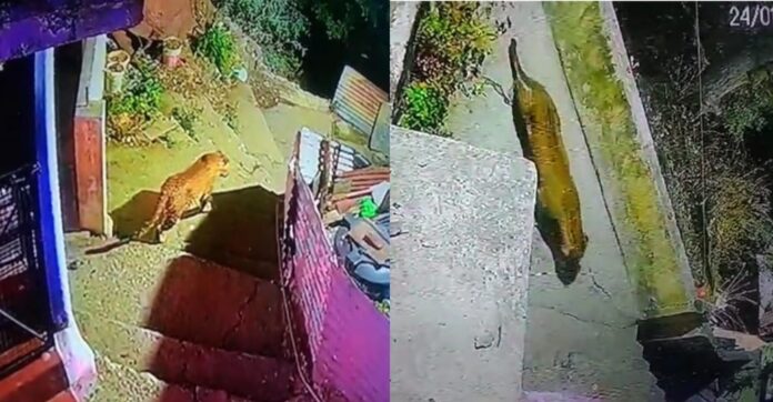 Guldar is roaming fearlessly in this colony of Nainital, pictures captured in CCTV